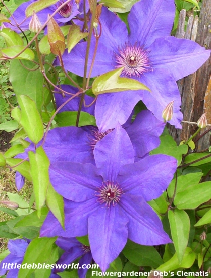 littledebbie-flowergardener-purpleclematis