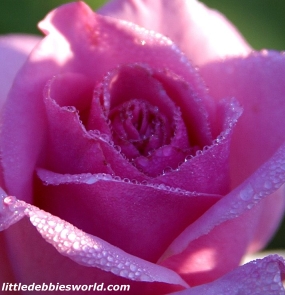 littledebbie-flowergardener-pinkrose
